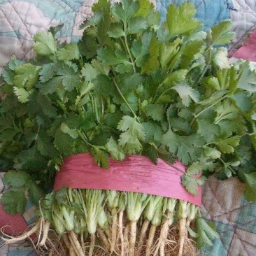 香菜