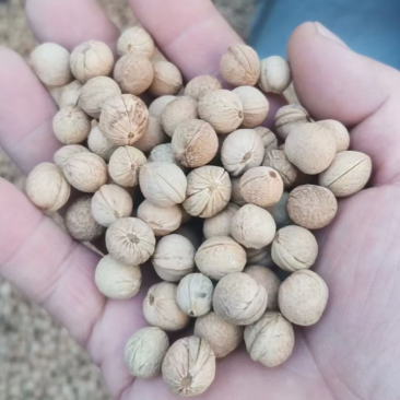榆叶梅种子大量出售沙藏处理后的