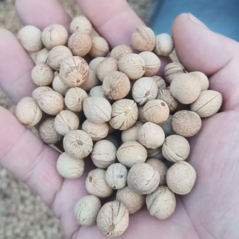 榆叶梅种子大量出售沙藏处理后的