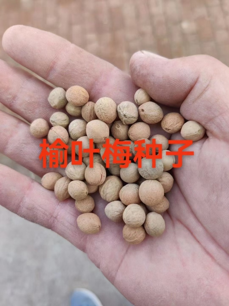 榆叶梅种子大量出售沙藏处理后的