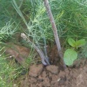 紫芦笋苗，水果芦笋农家小院种植阳台种植最适宜