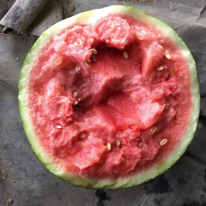 云南麒麟瓜