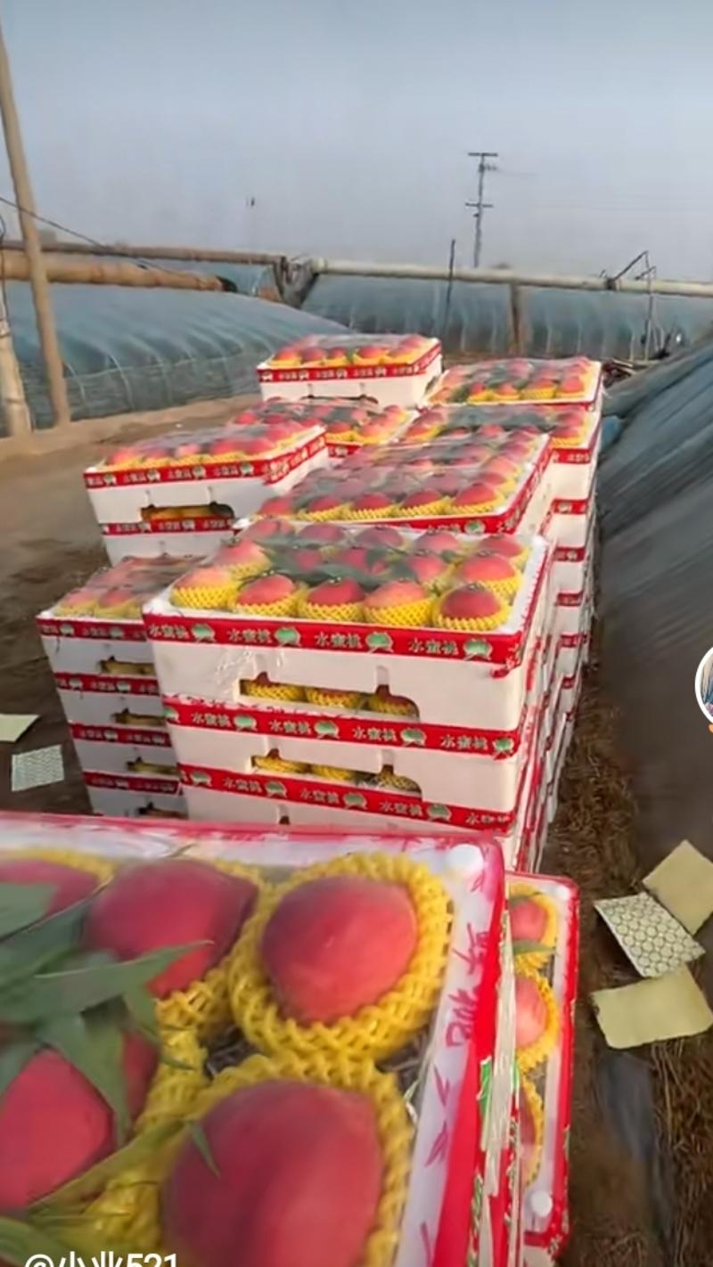 河北乐亭县暖棚水蜜桃己大量上市，有需求的老板联系