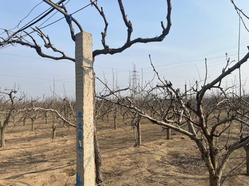 梨，玉露香梨基地货源可视频看货量大从优