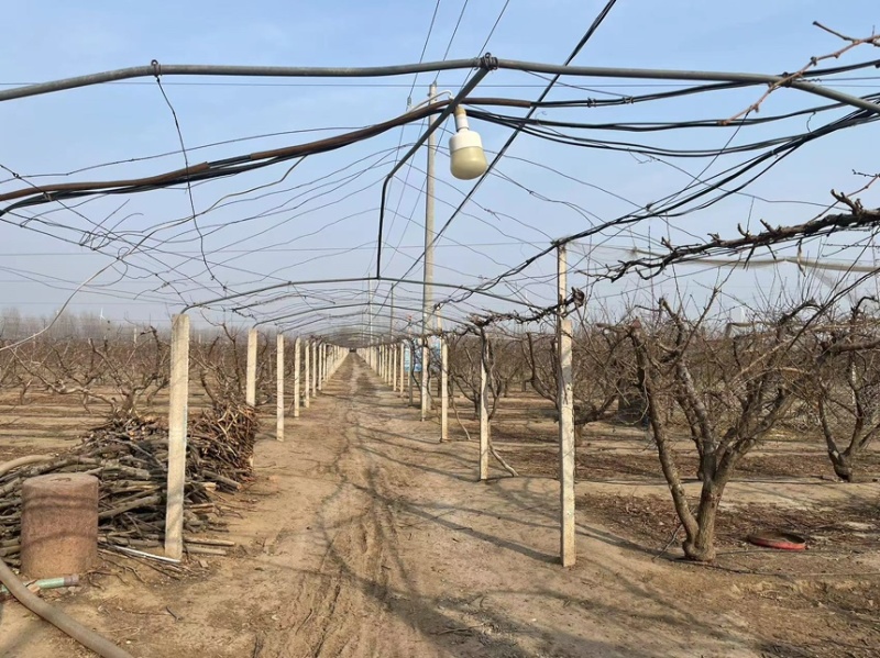 梨，玉露香梨基地货源可视频看货量大从优