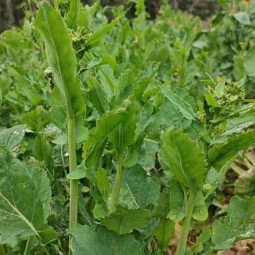油菜苔
