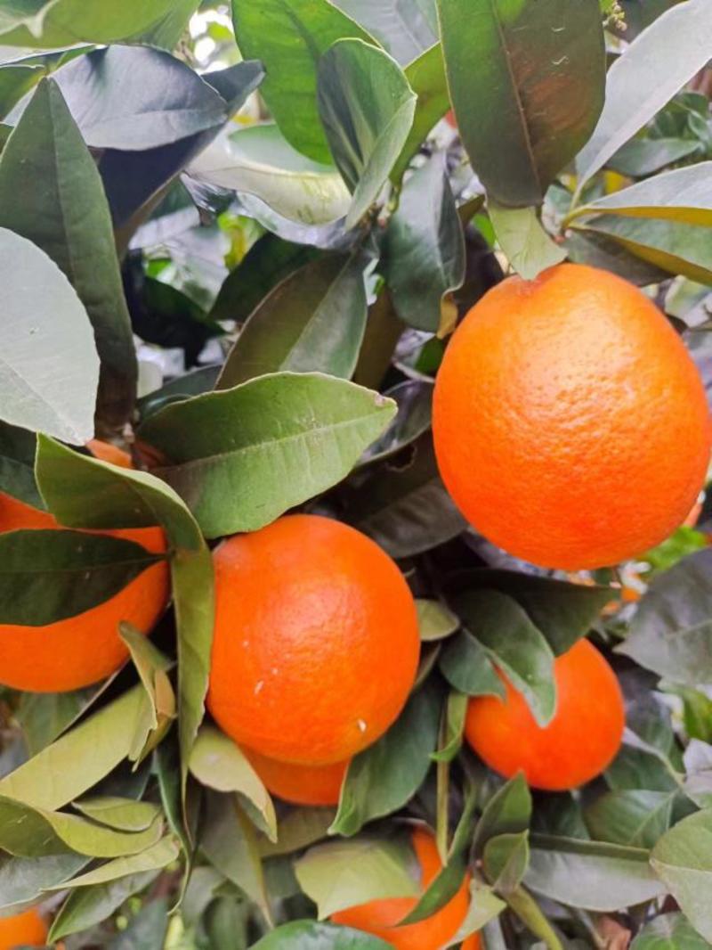 橙子，脐橙，二月红橙子，塔罗科血橙口感甜皮毛光滑漂亮