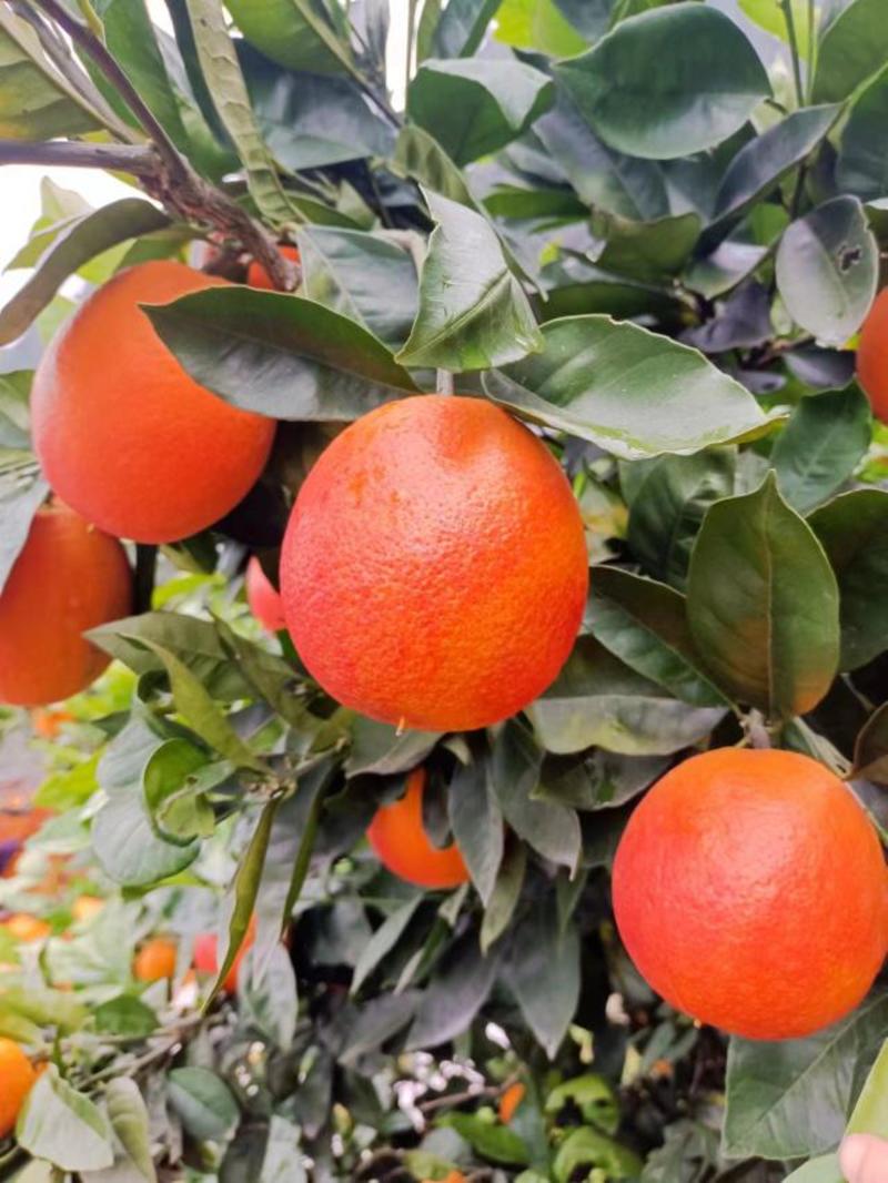 橙子，脐橙，二月红橙子产地大量供应，口感甜皮毛光滑漂亮