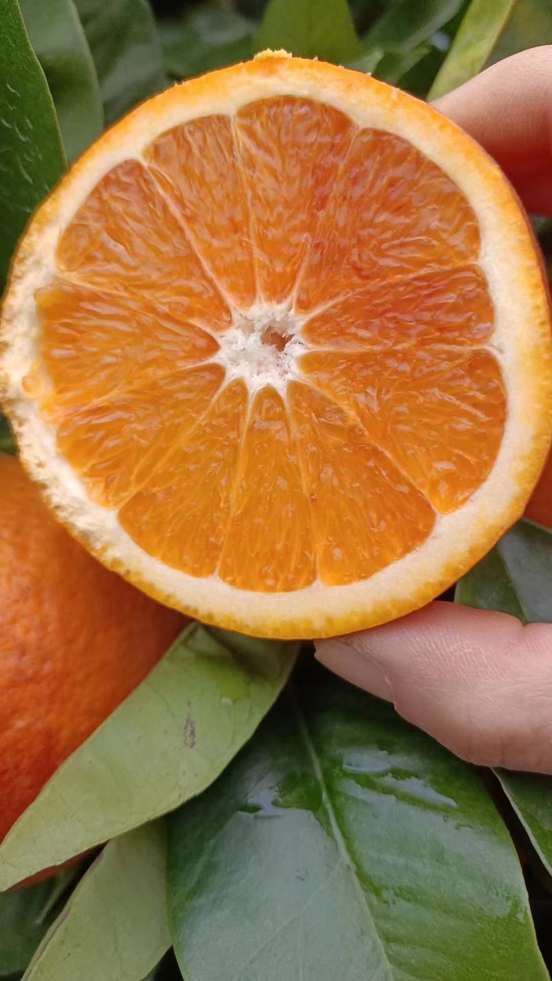 橙子，脐橙，二月红橙子产地大量供应，口感甜皮毛光滑漂亮