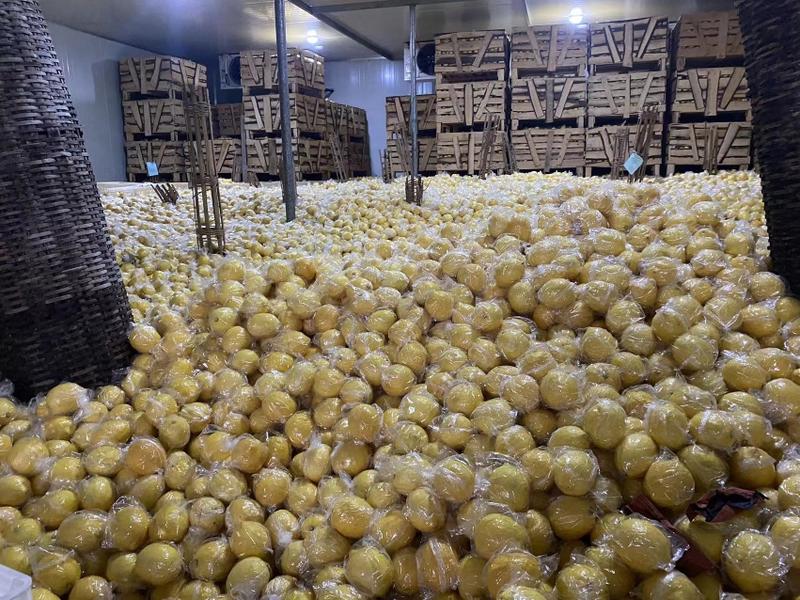 四川安岳柠檬产地直供品质保障欢迎来电咨询量大优惠