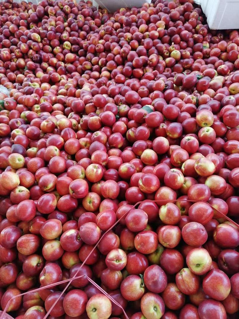 精品油桃126油桃货源充足量大从优对接全国欢迎咨询