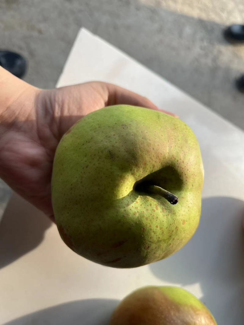 梨，玉露香梨基地货源可视频看货量大从优