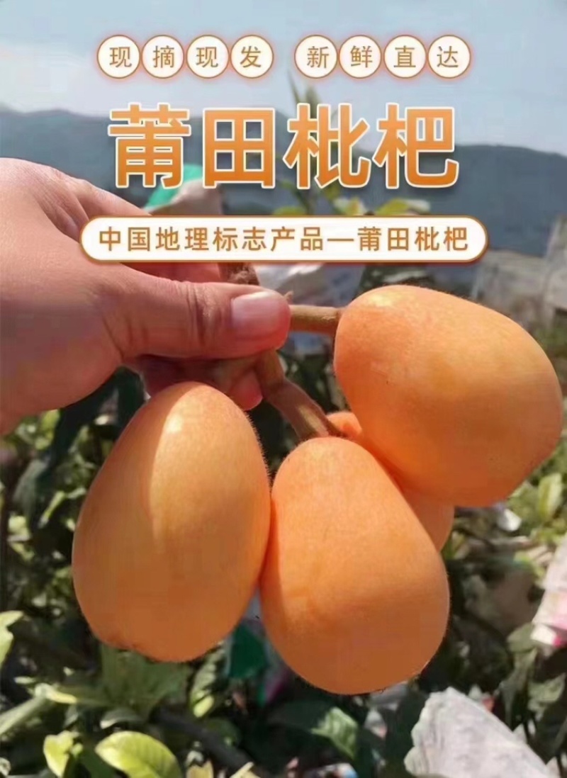 莆田常太枇杷