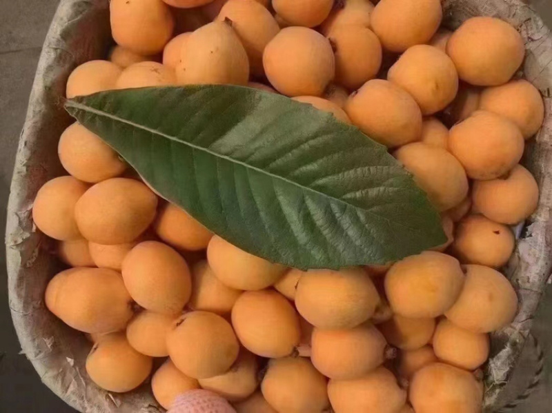莆田常太枇杷