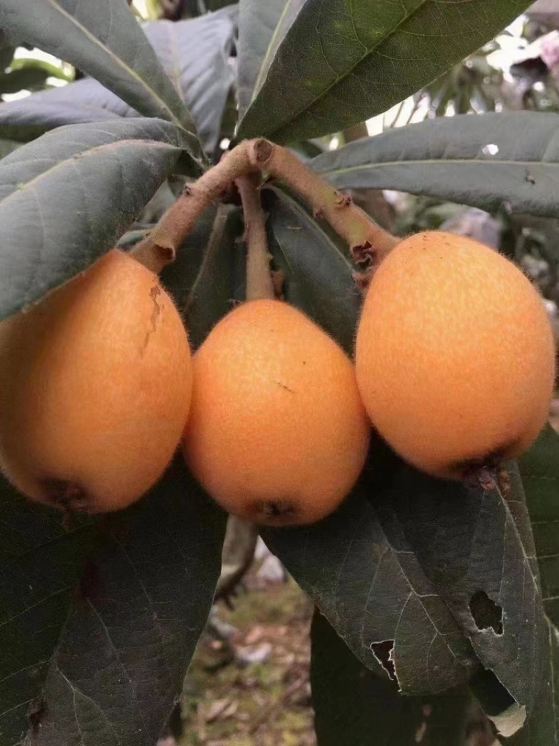 莆田常太枇杷