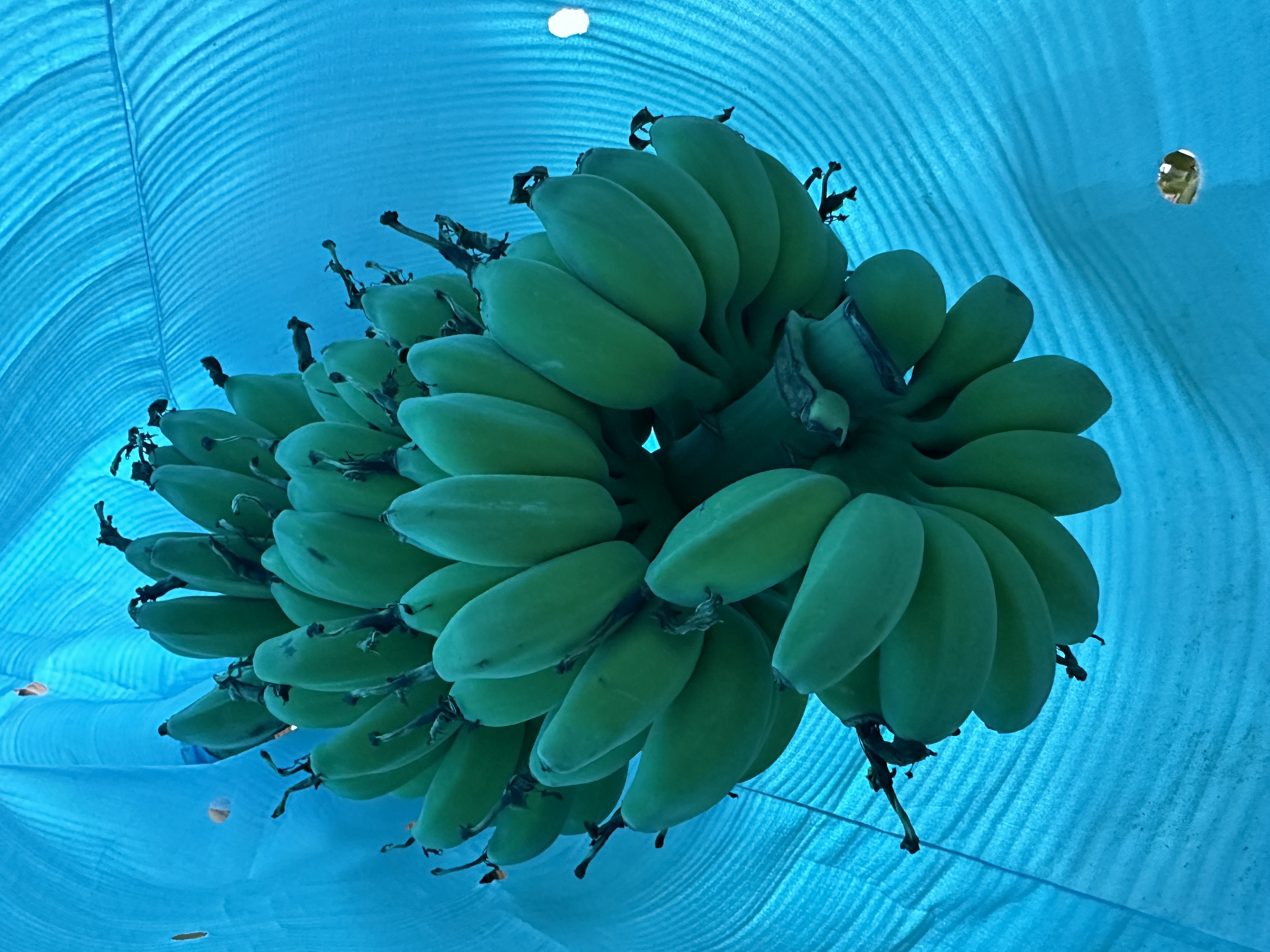 木瓜与其他水果对比摆放图