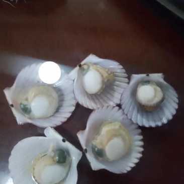 新鲜港湾贝小红贝