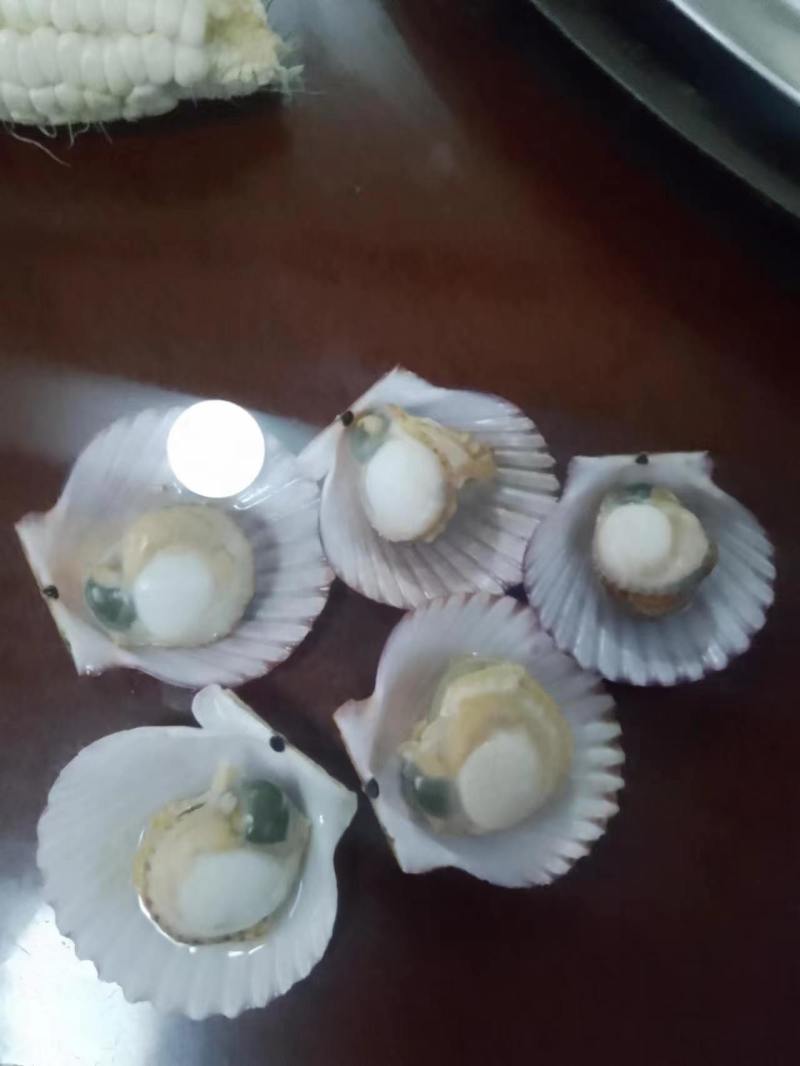 新鲜港湾贝小红贝
