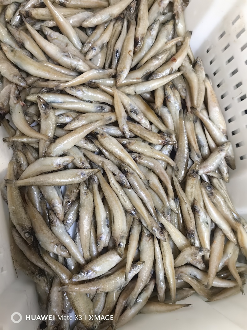 沙丁鱼，可以做罐头，可以小包装电商用