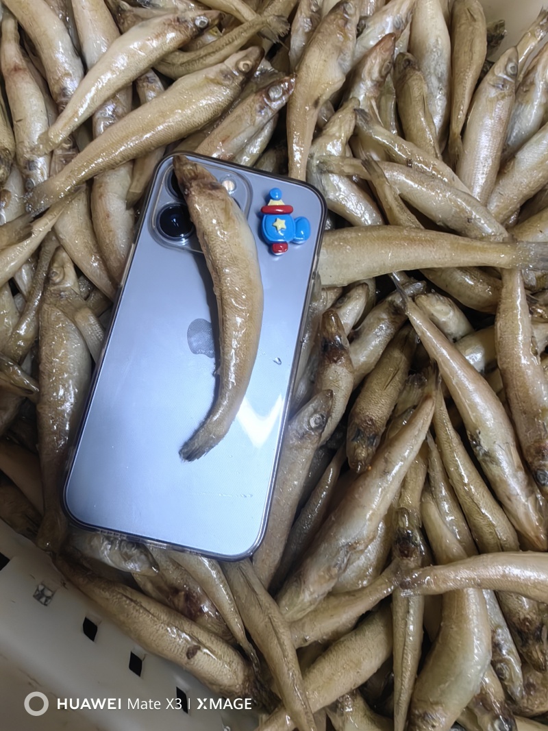 沙丁鱼，可以做罐头，可以小包装电商用