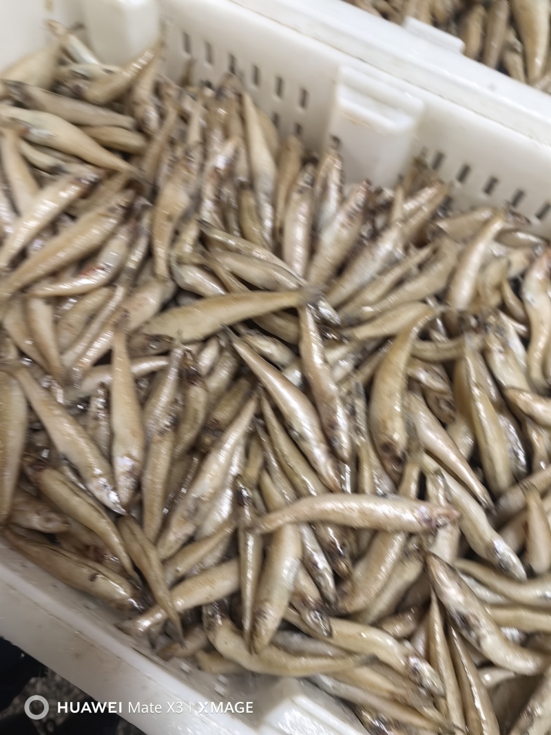 沙丁鱼，可以做罐头，可以小包装电商用
