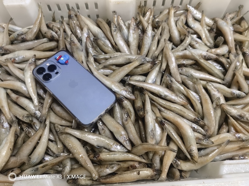 沙丁鱼，可以做罐头，可以小包装电商用