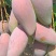 海南贵妃芒大量上市产地直发对接各大渠道，价格便宜