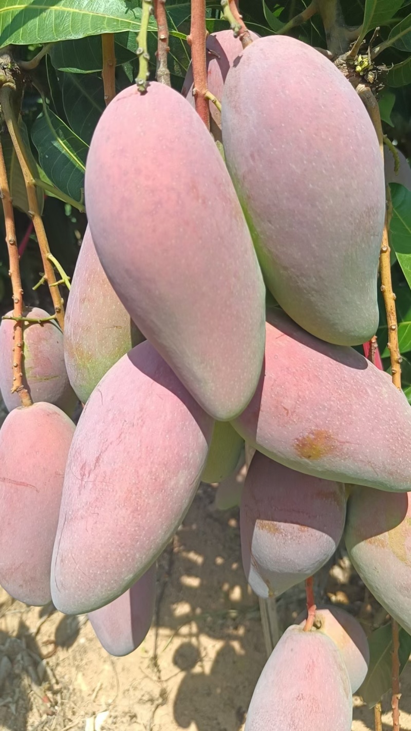 海南贵妃芒大量上市产地直发对接各大渠道，价格便宜