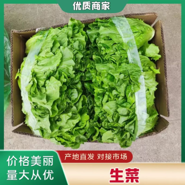 淮安生菜意大利生菜长期供货品质保障诚信经营欢迎来电