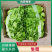 淮安生菜意大利生菜长期供货品质保障诚信经营欢迎来电