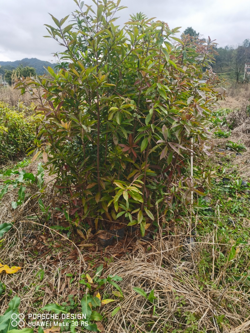 木荷容器苗