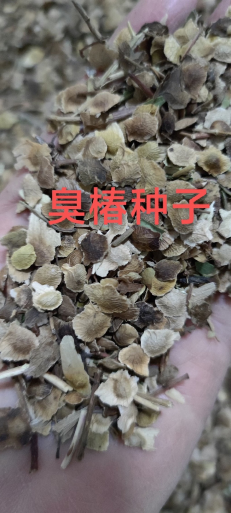 臭椿种子大量出售量大从优