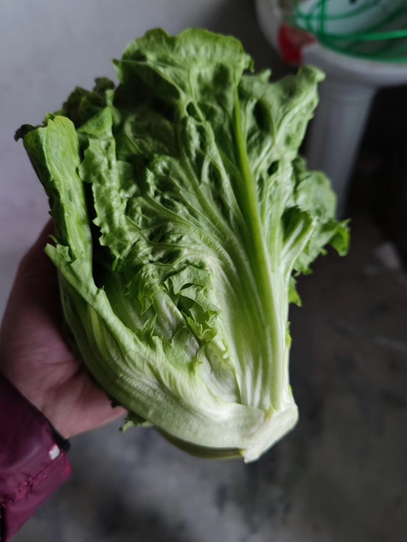 淮安生菜意大利生菜长期供货品质保障诚信经营欢迎来电