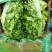 淮安生菜意大利生菜长期供货品质保障诚信经营欢迎来电