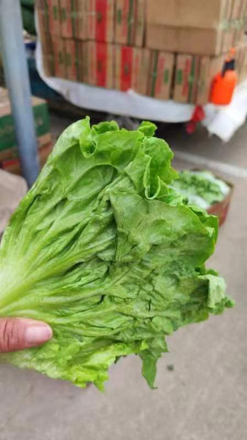 淮安生菜意大利生菜长期供货品质保障诚信经营欢迎来电