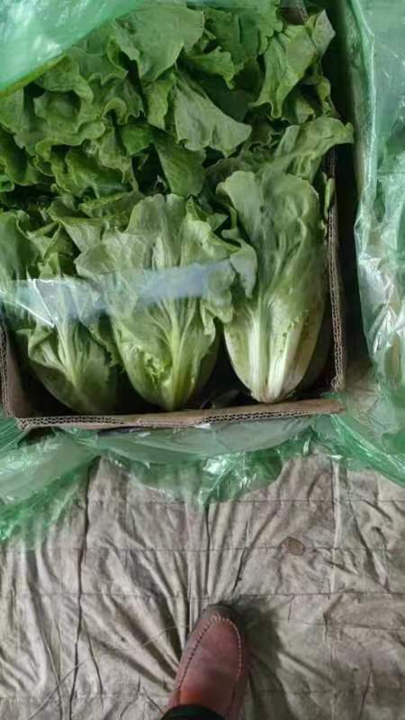 淮安生菜意大利生菜长期供货品质保障诚信经营欢迎来电