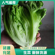 江苏淮安生菜意大利生菜保质保量量大从优欢迎老板来电