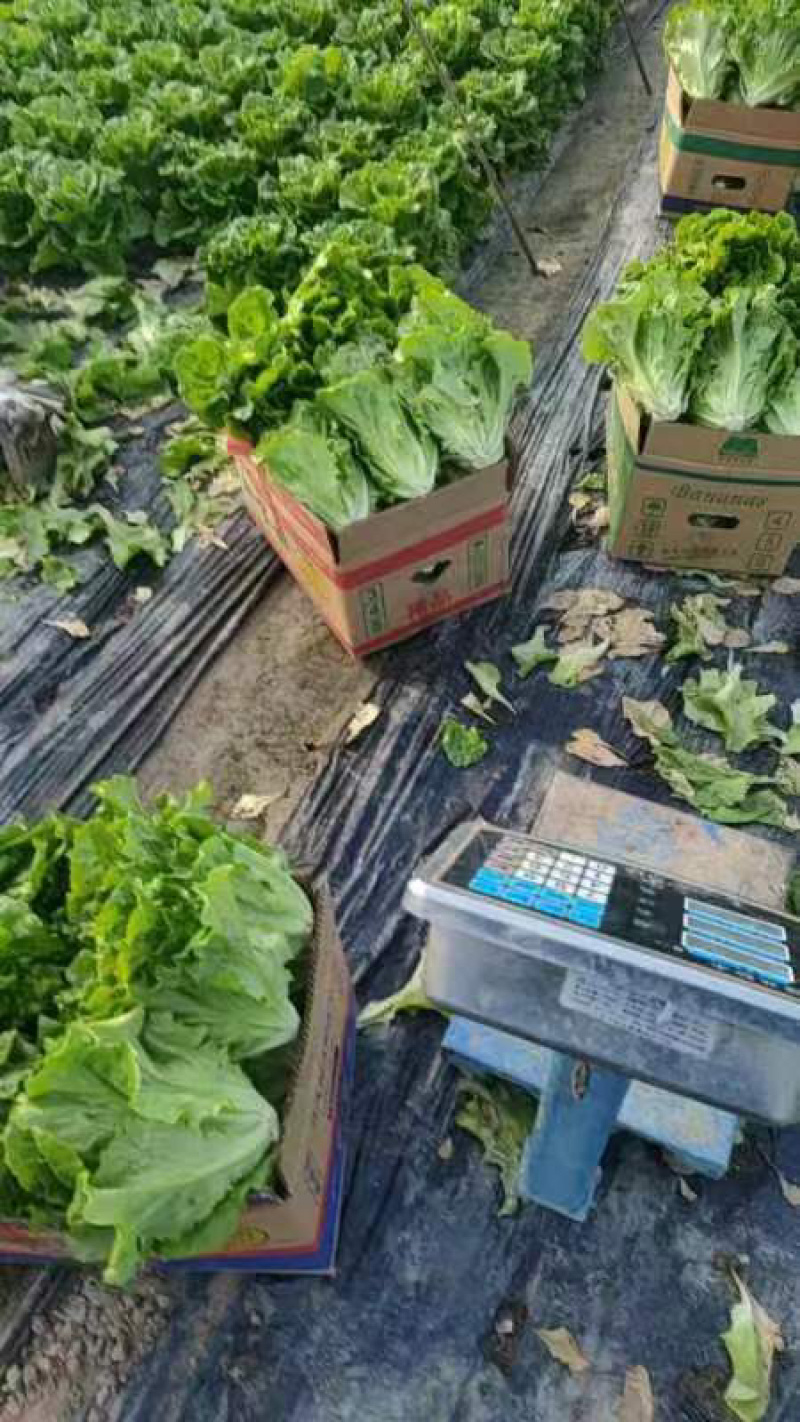 江苏淮安生菜意大利生菜保质保量量大从优欢迎老板来电