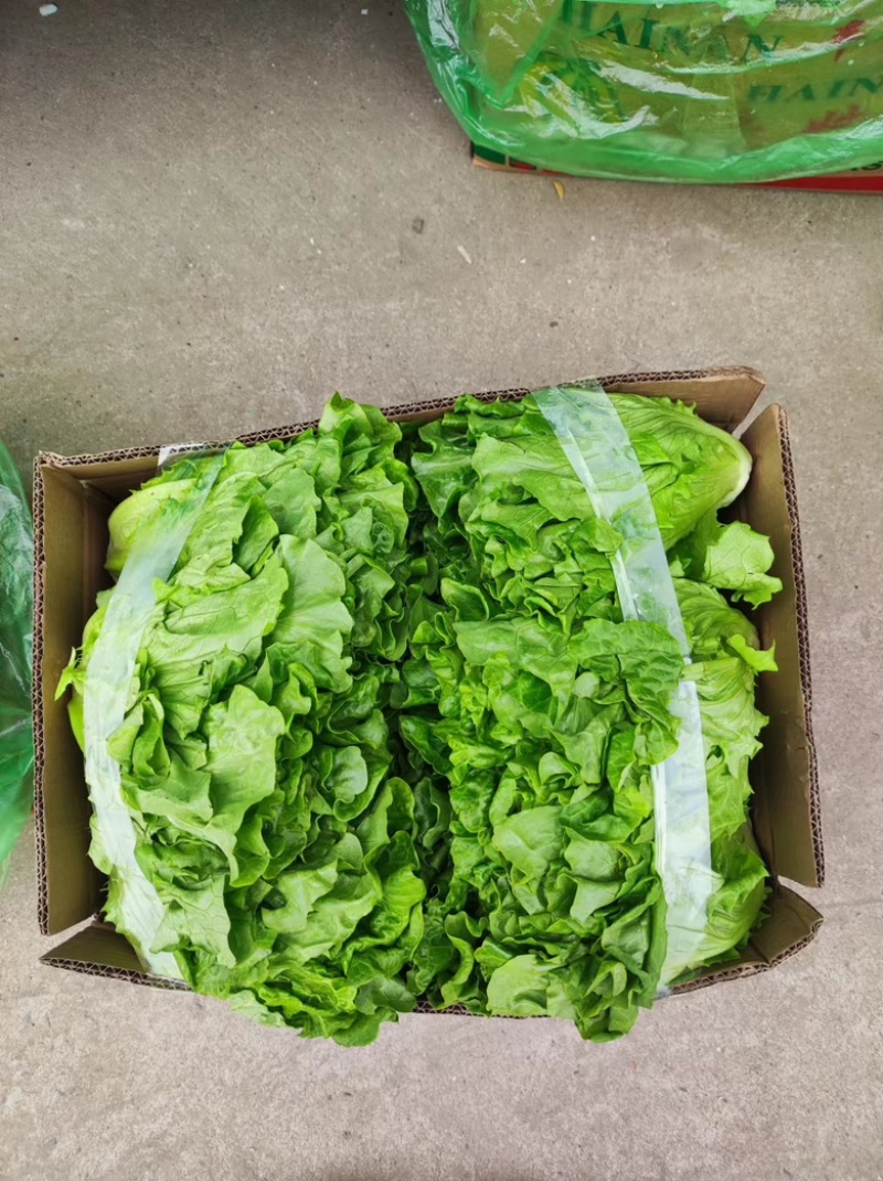 江苏淮安生菜意大利生菜保质保量量大从优欢迎老板来电