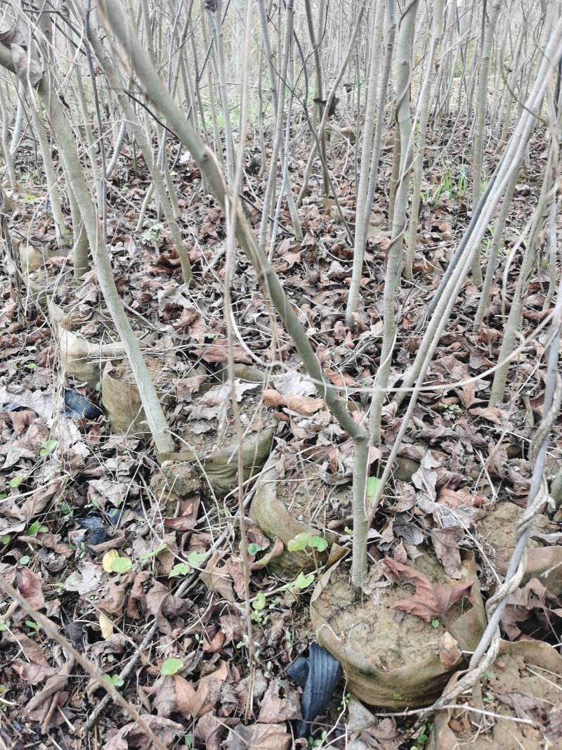 枫香容器苗