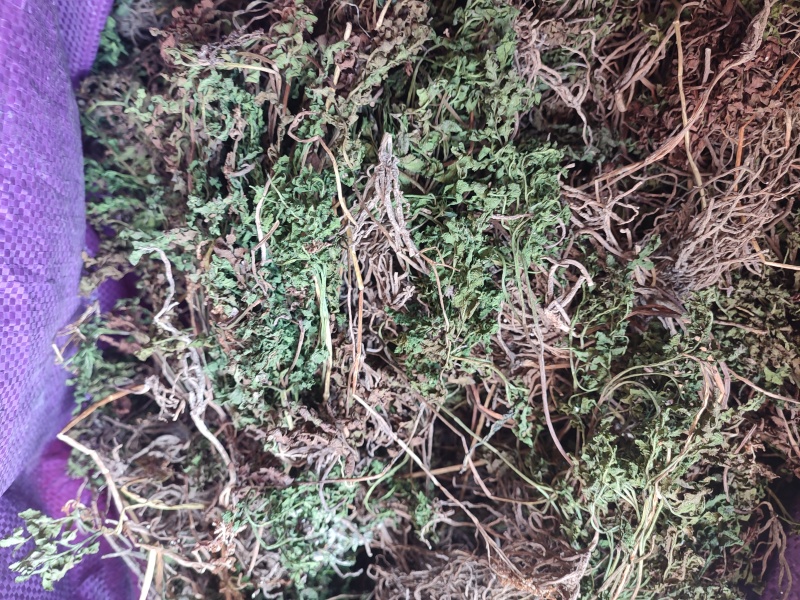 阴地蕨，一朵云，小春花
