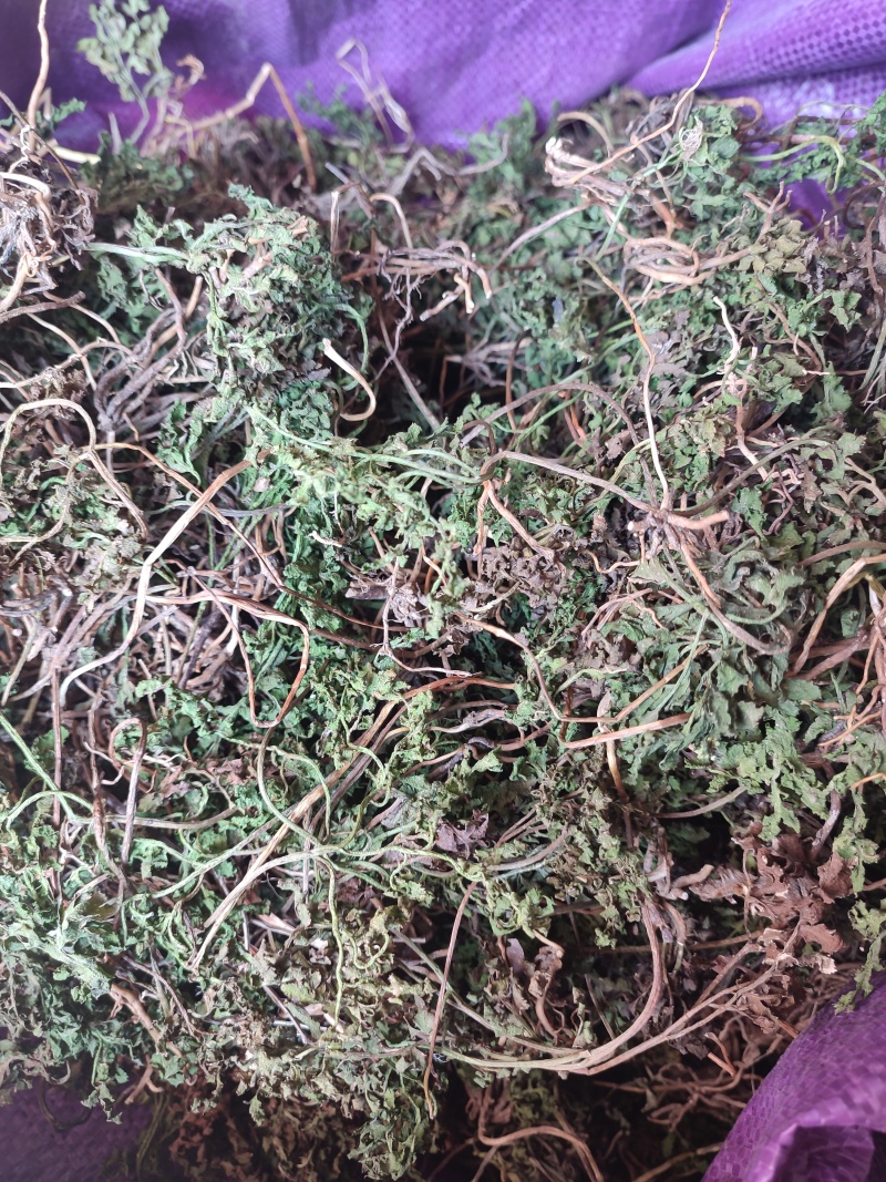 阴地蕨，一朵云，小春花