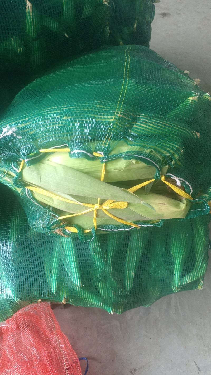 东台糯玉米