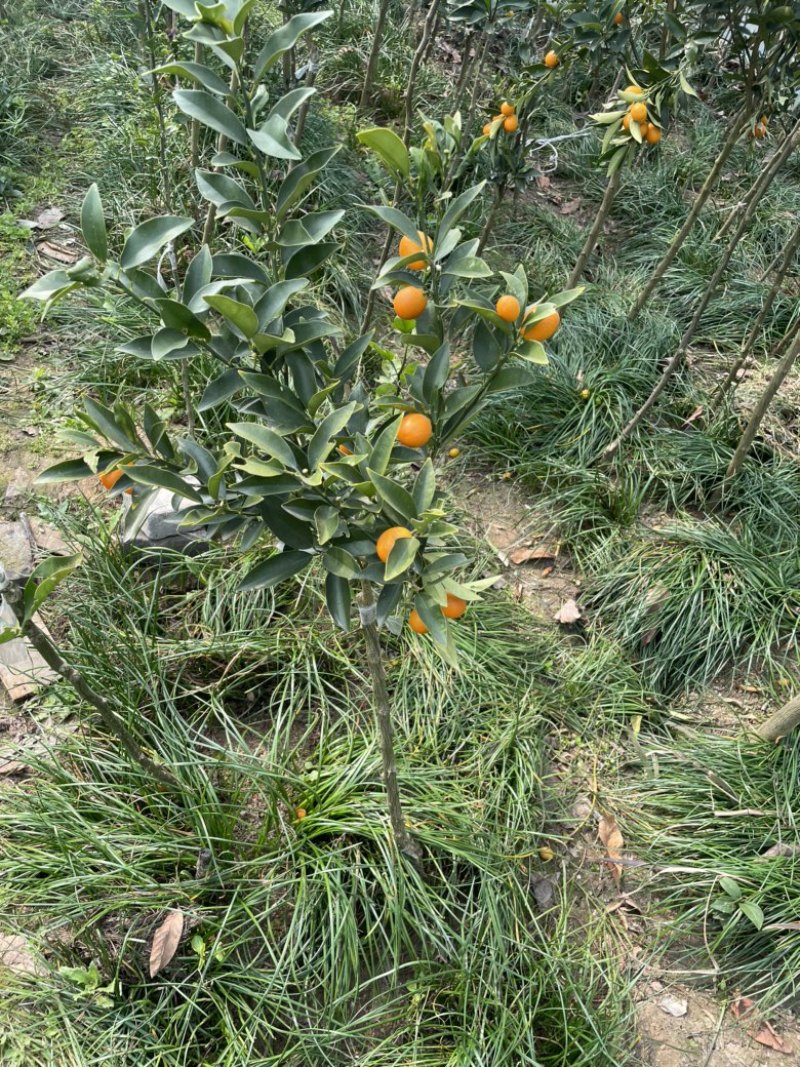 葱兰，南阳葱兰