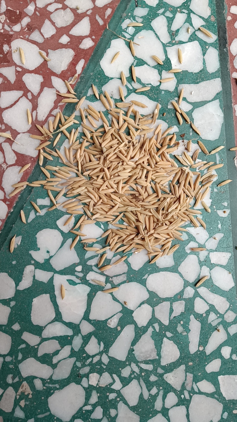 野香优莉丝