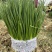 脱水葱，脱水葱