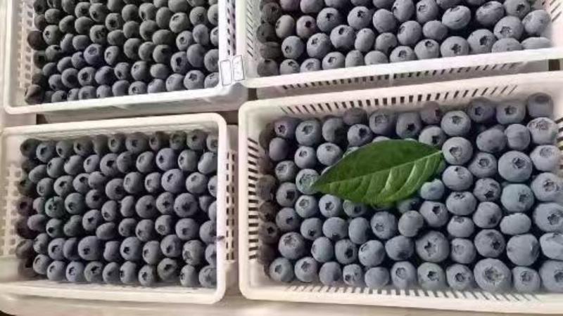 山东蓝莓产地批发货源充足