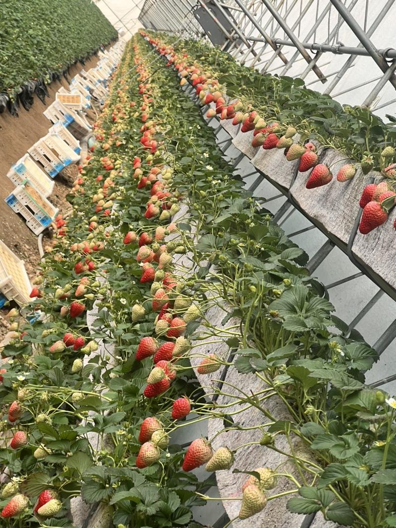 丹东草莓红颜草莓大量上市新鲜采摘量大从优产地直发咨询