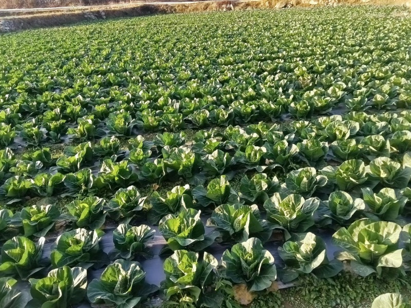 莲花白(牛心菜)