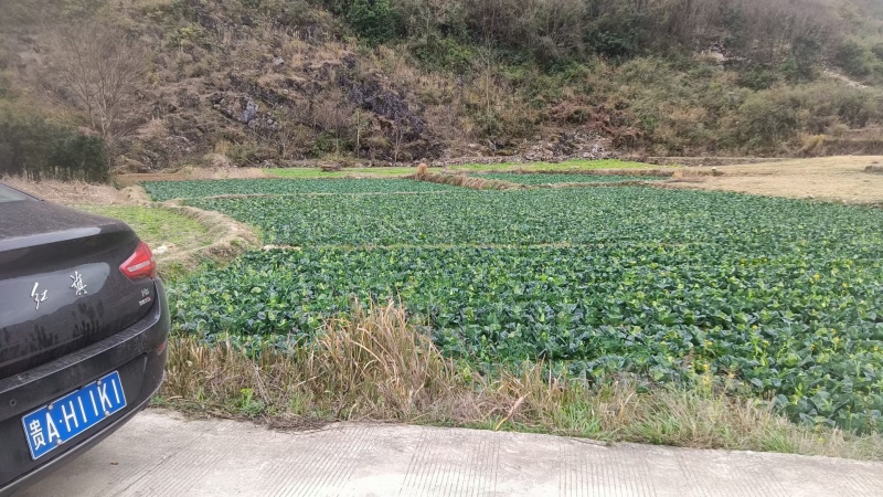 莲花白(牛心菜)